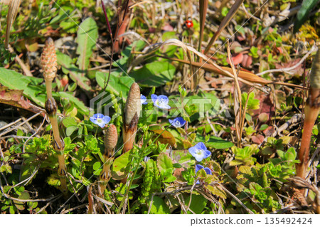 筑紫 筑紫 135492424