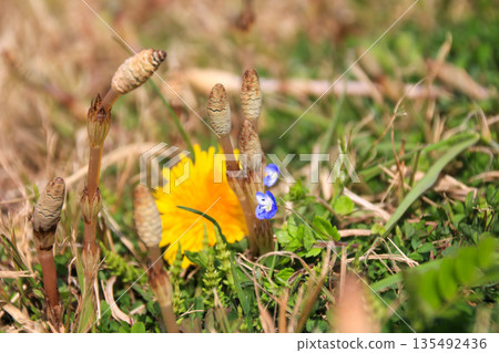 筑紫 筑紫 135492436