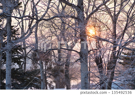 Ice-covered trees and morning mist at dawn in sub-zero temperatures 135492536