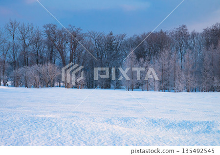 Snow-covered farmland and frost-covered trees in the early morning below freezing 135492545
