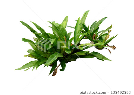 Java Fern (Microsorum pteropus) Java Fern (Microsorum pteropus) 135492593