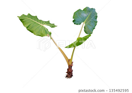 Tropical plant Typhonodorum lindleyanum Tropical plant Typhonodorum lindleyanum 135492595