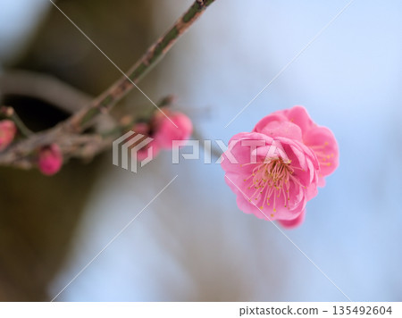 Beautiful pink plum blossoms "Mikaikou" bloom in January Beautiful pink plum blossoms "Mikaikou" bloom in January 135492604