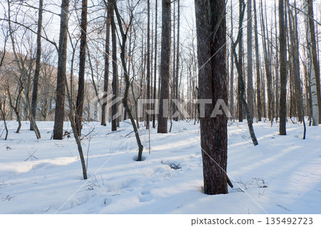 Thickets with snow 135492723