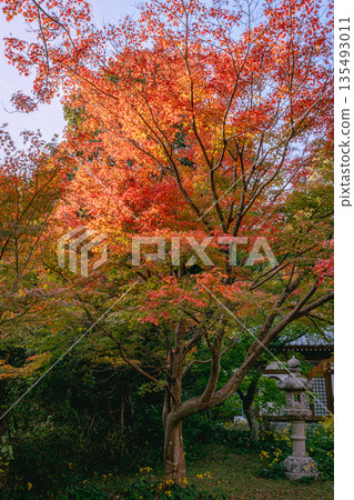 山口縣下關市長門町,秋葉環繞的覺圓寺 山口縣下關市長門町,秋葉環繞的覺圓寺 135493011