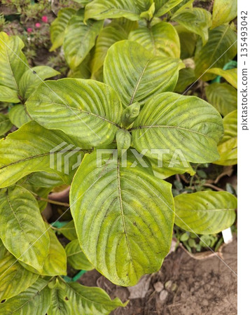 Lush Green Leaves Of A Garden Plant With Prominent Veins And Fresh Healthy Foliage Close-Up Lush Green Leaves Of A Garden Plant With Prominent Veins And Fresh Healthy Foliage Close-Up 135493042