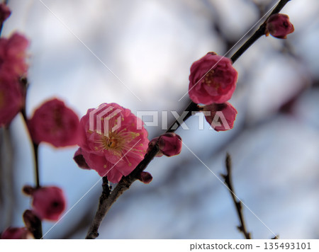 美麗的紅梅花“八重冠口”在寒冷的1月盛開。 135493101