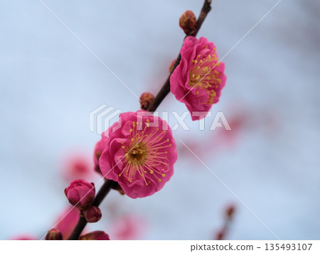 美麗的紅梅花“八重冠口”在寒冷的1月盛開。 美麗的紅梅花“八重冠口”在寒冷的1月盛開。 135493107