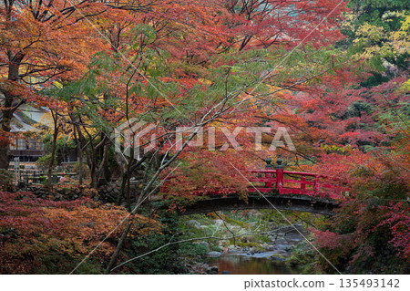 山口縣長門市，紅橋和被秋葉環繞的大寧寺。 135493142
