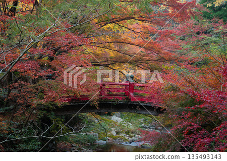 山口縣長門市,紅橋和被秋葉環繞的大寧寺。 山口縣長門市,紅橋和被秋葉環繞的大寧寺。 135493143