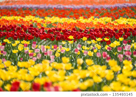 多彩的鬱金香場 135493145