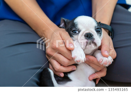 波士頓梗幼犬和男人 135493165