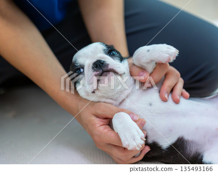 Boston terrier puppy and woman 135493166