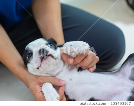 Boston terrier puppy and woman Boston terrier puppy and woman 135493167