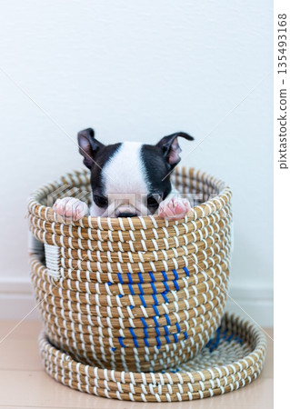 Boston Terrier puppy Boston Terrier puppy 135493168