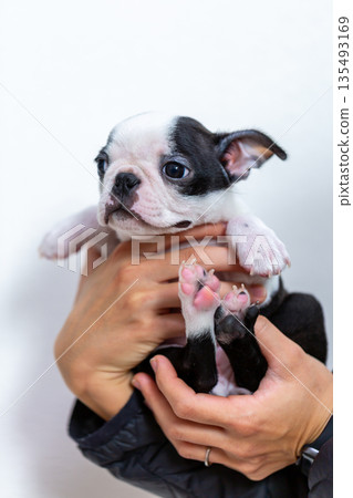 波士頓梗幼犬和男人 135493169
