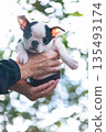 Boston terrier puppy and man 135493174