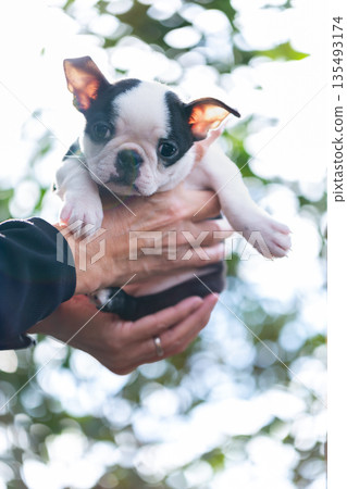 波士頓梗幼犬和男人 135493174