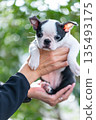 Boston terrier puppy and man 135493175
