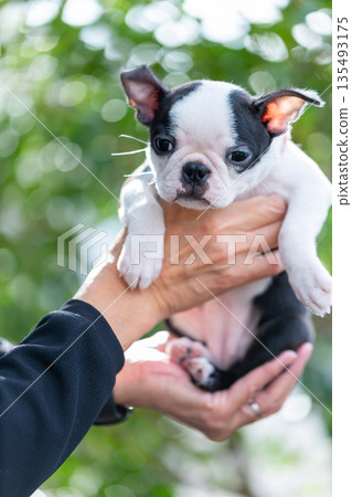 Boston terrier puppy and man 135493175