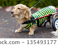 Kaninchen Dachshund in a wheelchair taking a walk in the park 135493177