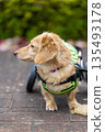 Kaninchen Dachshund in a wheelchair taking a walk in the park 135493178