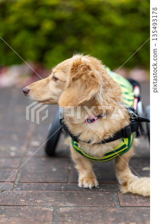 一隻坐在輪椅上的卡寧琴臘腸犬在公園散步 135493178
