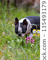 Boston Terrier playing in the park 135493179