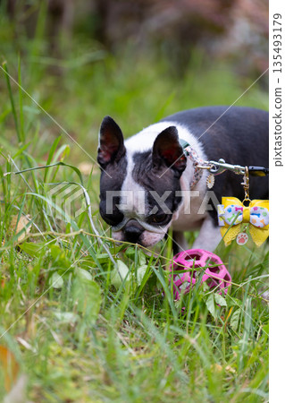 Boston Terrier playing in the park 135493179