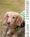 Kaninchen Dachshund in a wheelchair taking a walk in the park 135493180