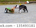 Kaninchen Dachshund in a wheelchair taking a walk in the park 135493181
