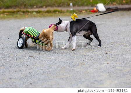 一隻坐在輪椅上的卡寧琴臘腸犬在公園散步 135493181