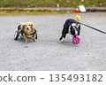 Kaninchen Dachshund and Boston Terrier in wheelchairs taking a walk in the park 135493182