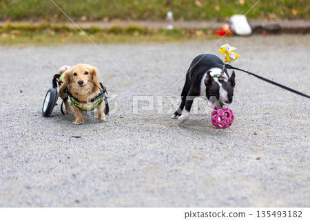 Kaninchen Dachshund and Boston Terrier in wheelchairs taking a walk in the park 135493182