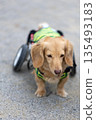 Kaninchen Dachshund in a wheelchair taking a walk in the park 135493183