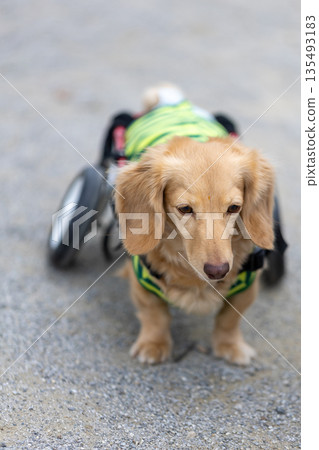 一隻坐在輪椅上的卡寧琴臘腸犬在公園散步 135493183