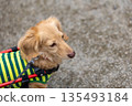 Kaninchen Dachshund in a wheelchair taking a walk in the park 135493184