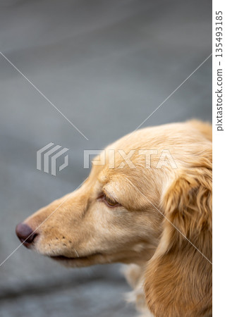 一隻坐在輪椅上的卡寧琴臘腸犬在公園散步 135493185