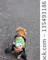 Kaninchen Dachshund in a wheelchair taking a walk in the park 135493186