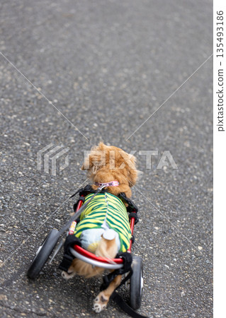 一隻坐在輪椅上的卡寧琴臘腸犬在公園散步 135493186