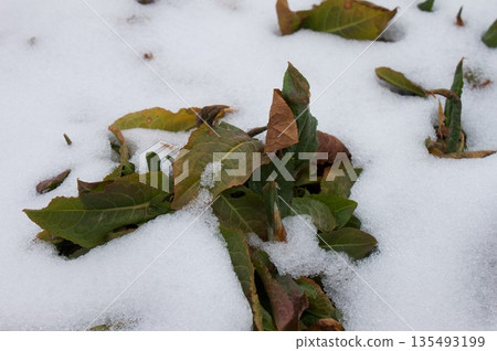 Snow on the leaves Snow on the leaves 135493199