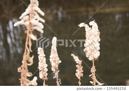 Dead grass fluff Dead grass fluff 135493258