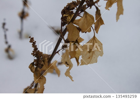 Dead leaves 135493259