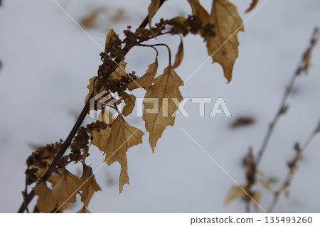 Dead leaves 135493260