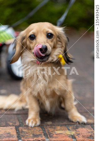 卡寧琴臘腸狗站立 135493425