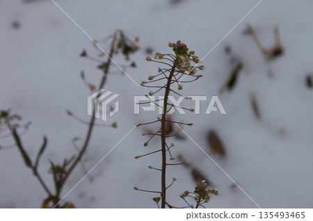 枯草和積雪 135493465