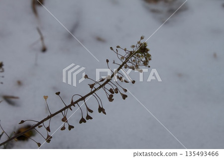 Dead grass and snow Dead grass and snow 135493466