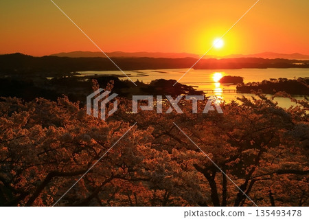日出和櫻花盛開 日出和櫻花盛開 135493478