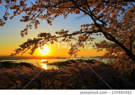 日出和櫻花盛開 135493481