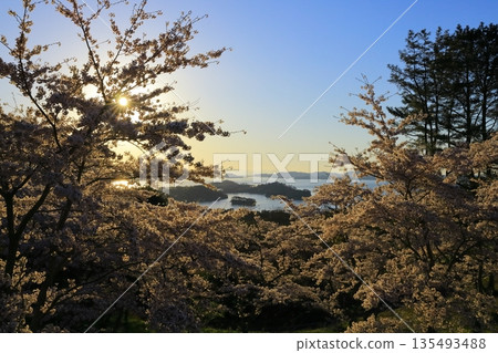 日出和櫻花盛開 日出和櫻花盛開 135493488